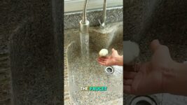 🚿🙄 “How to bathe a parrot, how to teach a parrot to bathe #hand-raisedlovebird #petcareprovider