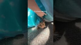 Orange cat behavior!