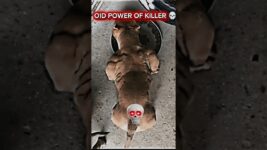🥵POWER OF PITBULL TRANSFORMATION📈 #pitbull #dog #shorts #new #edit