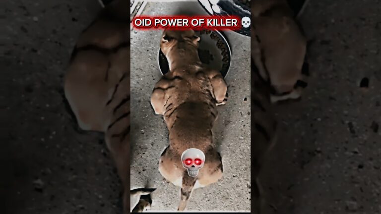 🥵POWER OF PITBULL TRANSFORMATION📈 #pitbull #dog #shorts #new #edit