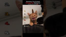 Ranking The Cutest Orange Cat Behavior🧡😻(You Won’t Believe No.1)#shorts