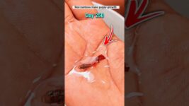 Red rainbow male guppy fish growth time lapse 250 days #yt #ytshorts #guppyfish #ytviral