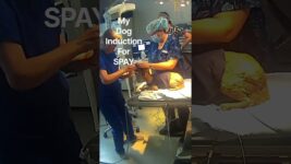 SPAY, an acronym of surgical prevention of animal young #dog #dogs #spay_and_neuter