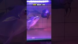 The $8 Fish That Needs a $3,000 Tank