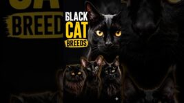 The Most Beautiful Black Cat Breeds! 🐈‍⬛✨#shorts #catbreeds #youtubeshorts #catshorts #viralvideo