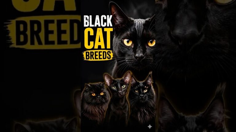The Most Beautiful Black Cat Breeds! 🐈‍⬛✨#shorts #catbreeds #youtubeshorts #catshorts #viralvideo