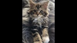 Top 5 cutest cat breeds #evillarry #georgieebom #catmemes