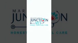 Welcome to Maroubra Junction Vet Clinic | Compassionate Veterinary Care in Maroubra 🐾