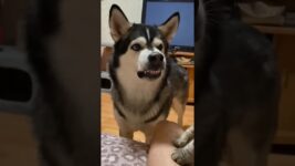 When Your Dog Gets Jealous 😂