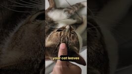 Why Do Cats Headbutt You? 🐈😾  #catshorts #dailycatfacts #catbehavior