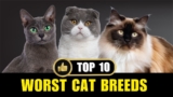 10 Worst Cat Breeds For First Time Owners
