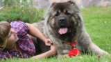 11 Best Guard Dog Breeds For Families With Children