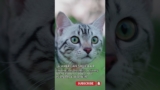 15 MOST POPULAR CAT BREEDS pt  11 – American Shorthair 🐾