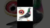 4 types of racing pigeons eyes #pigeon #pigeonpigeon #birds #eyes #racing pigeon