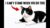 6 everyday things that hurt your cat I cat behavior problems