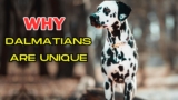 7 WAYS DALMATIAN DOGS ARE DIFFERENT FROM OTHER DOGS