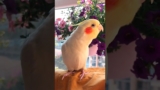 Adorable Cockatiel Jerry's Cute Singing Moments 🎶🦜🤩 #cockatielscraze #birdsinging #cutepets