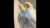 Adorable Cockatiel Jerry's Cute Singing Moments 🎶🦜🥰 #cockatielscraze #birdsinging