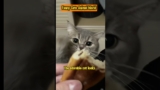 Adorable cat snatches his master's food, funny cat behavior