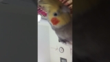 Am I looking cute? 🥰 Tell in the comments #birds #meetho #cockatiel #parrot #cute #pets# our meetho