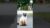 Balinese Cat | The Elegant Talker | Facts and Care Tips #cat #cats #catlover #pets #cat #cat #pet