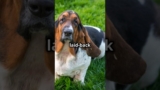 Basset Hound | The Laid-Back and Loyal Tracker | Facts and Care Tips #dogs #dog #pet #pets #doglover