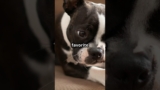 Boston Terrier | The Charming and Playful Gentleman | Facts and Care Tips #dogs #dog #pet #pets