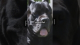 Cane Corso | The Powerful and Loyal Protector | Facts and Care Tips #dogs #dog #pet #pets #doglover