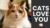 Cat Behavior Decoded | What They’re Really Telling You