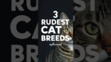 Cat Breeds | 3 Rudest Cat Breeds On The Planet #shorts #cats #yellowmimish @catbreeds1918
