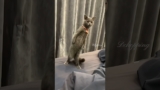 Cat's weird behavior #cat #kucing #cute #meow #pets #kucinglucu #猫#kitten