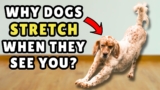 Does Your Dog Stretch When They See You? ➡️ This Is What It Really Means