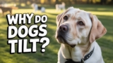Dog Behavior Secrets Pet Owners Wish They Knew
