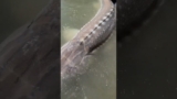 Double #fraserriver #sturgeon release 😍#sturgeoncharter #bookwithus #fishing