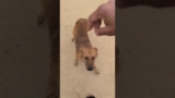 Funniest dog videos/dog videos compilation/animal videos compilation/cute dogs videos#shorts