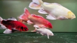 Get one fish of each color. Isn't it kind of cute?#koi #fish