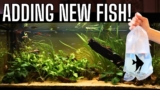 Getting NEW RARE Fish For My Juwel Rio 450!