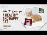 HOW TO CARE FOR A HEALTHY AND HAPPY CATS