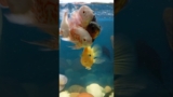 Happy fish keeping | Aquarium Fish
