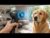 How to Stop bad dog behavior immediately [No Training]