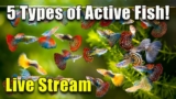 [LIVE]  5 Types of Active Fish For Your Aquarium and Fish Q&A! Plus a Giveaway!