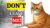 NEVER Do THIS When Leaving Your Cat Home Alone! | Cat Behavior Problems