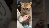 Orange cat behavior.#cat #kitten #funnycat #funnyanimals #funnypets