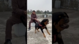 Rottweiler Daisy Protecting owner from Stranger attack😡🚨#rottweiler #security #protection