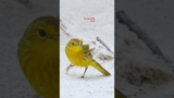 So beautiful birds #viralvideo #nature #youtubeshorts #youtube #shorts #short #shortvideo #shortfeed