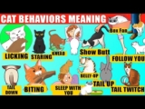 Strange Cat Behaviors Explained (Compilation). Cat Body Language. Jaw-Dropping Facts about Cats