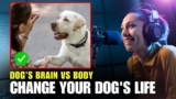 The Mind Exercise That Transformed My Aggressive Dog