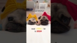 Things my PUGS went VIRAL for in 2024! ❤️✨ #pug #dog #shorts