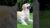 👉“This Mistake Can KILL Your Pet 😱”#petcare #pethealth #petsafety #vetadvice #dogcare #catcare