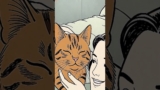 This cat behavior reveals everything about your bond #catbehavior #petconnection #catsoftiktok